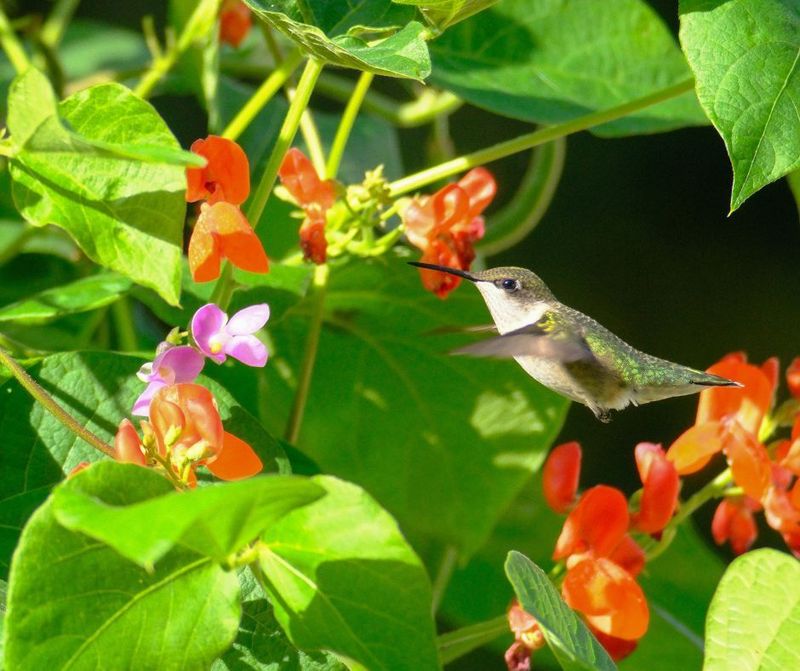 Scarlet Runner Beans