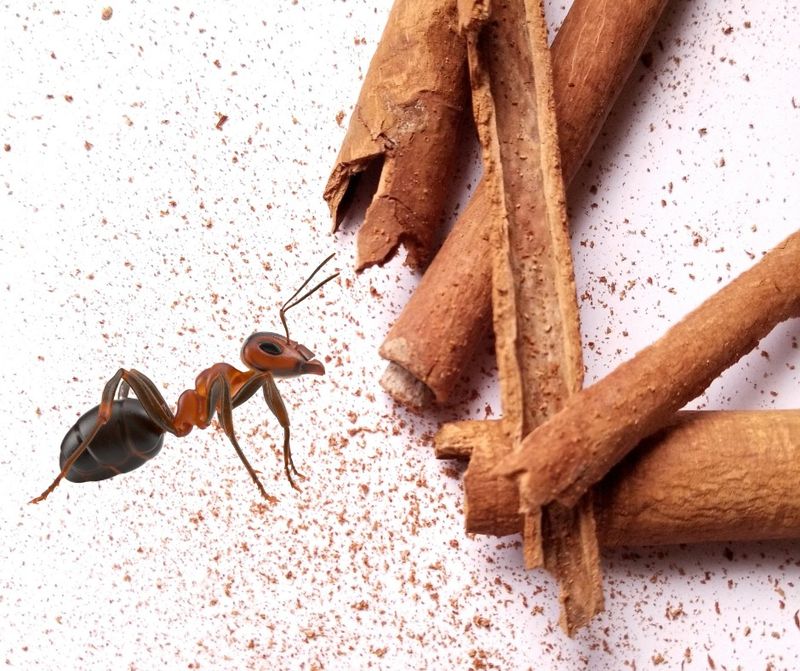 Cinnamon: Spicy Barrier That Ants Avoid