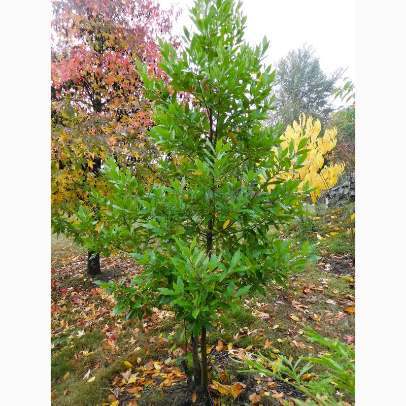 Bay Laurel: The Towering Threat