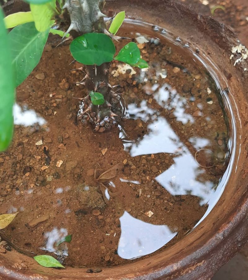 Forgetting To Monitor Container Drainage