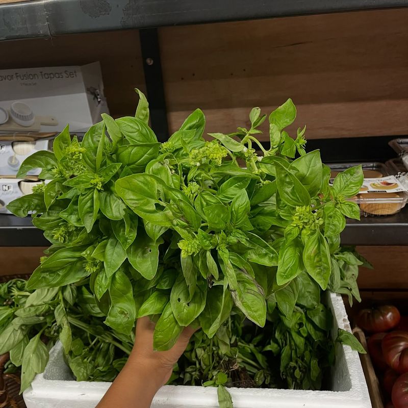 Basil
