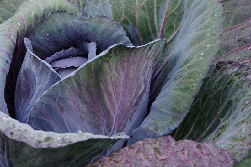 Brassicas