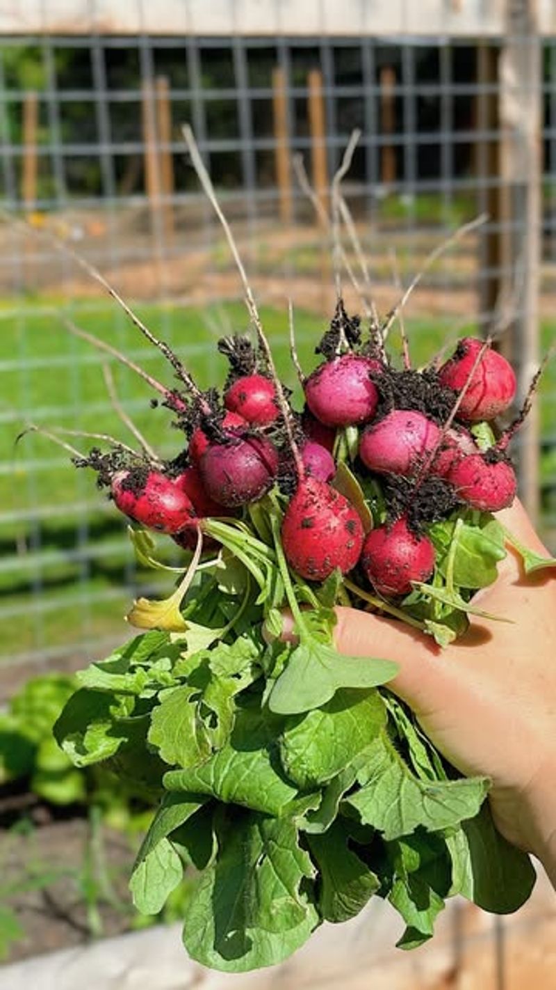 Radishes