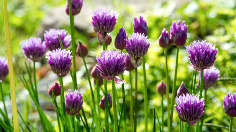 Chives: Flowering Pest Repellents