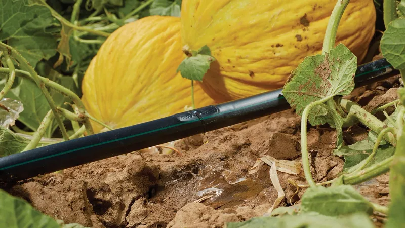 Feed Through Drip Irrigation