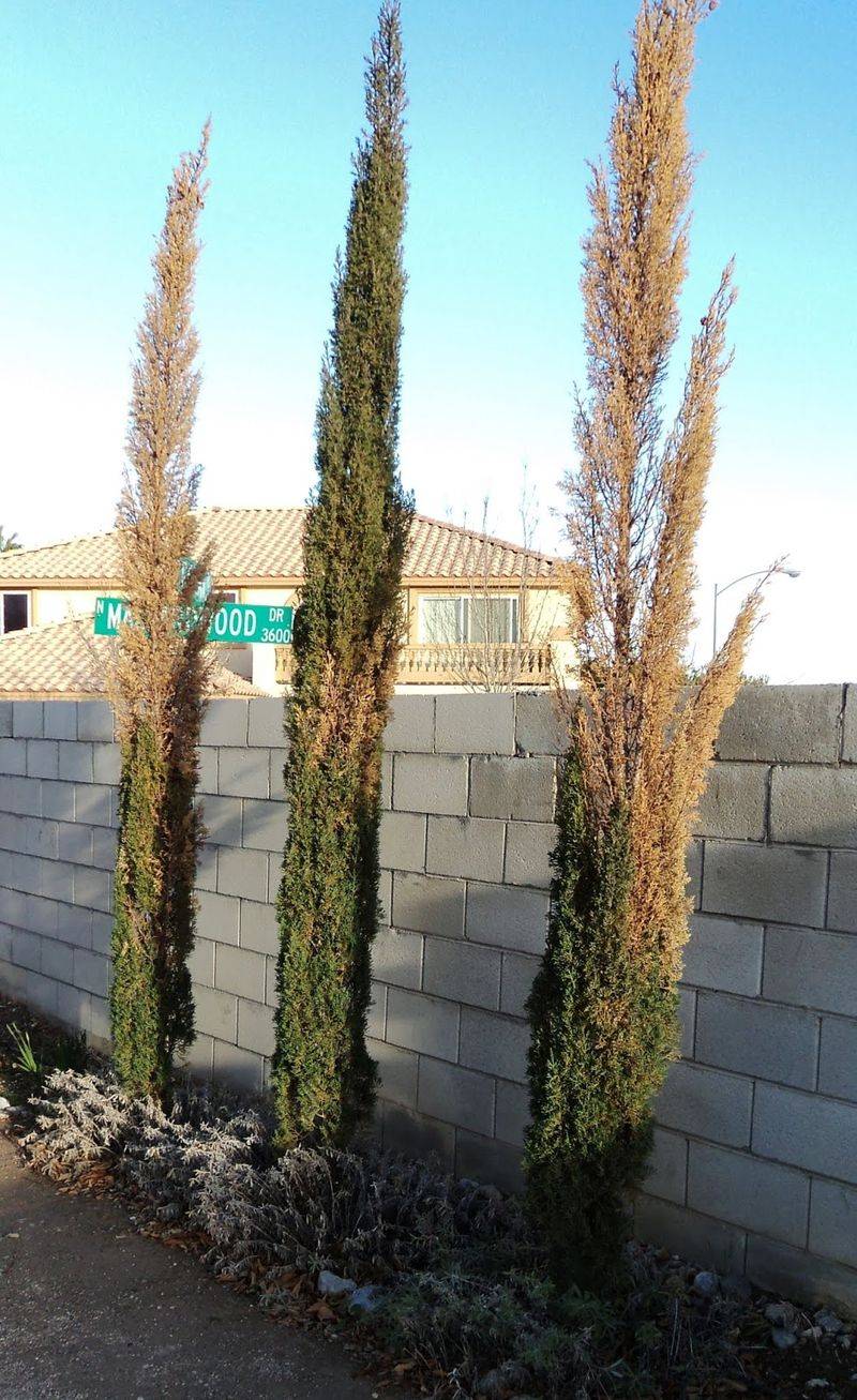 Italian Cypress