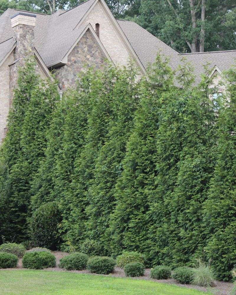 Thuja Green Giant