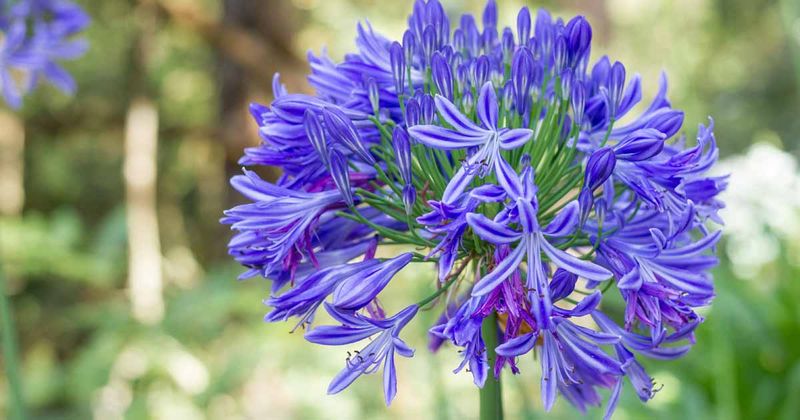 Agapanthus