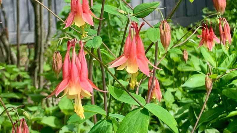 Eastern Red Columbine (Aquilegia canadensis)