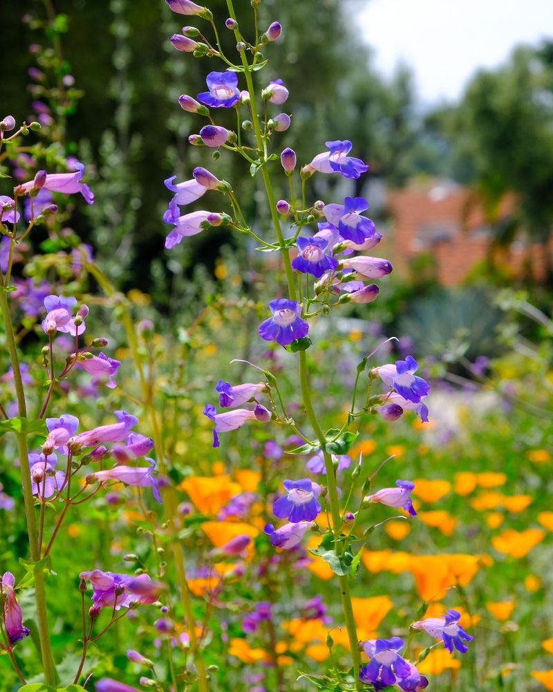 Penstemon