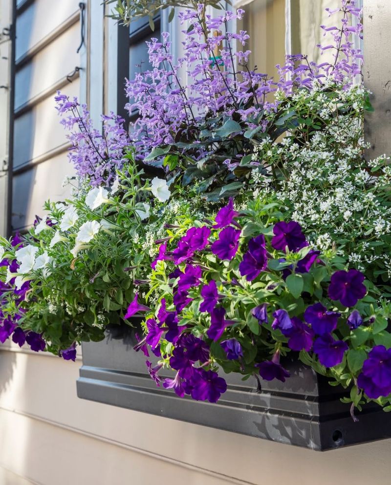 Companion Planting Strategies