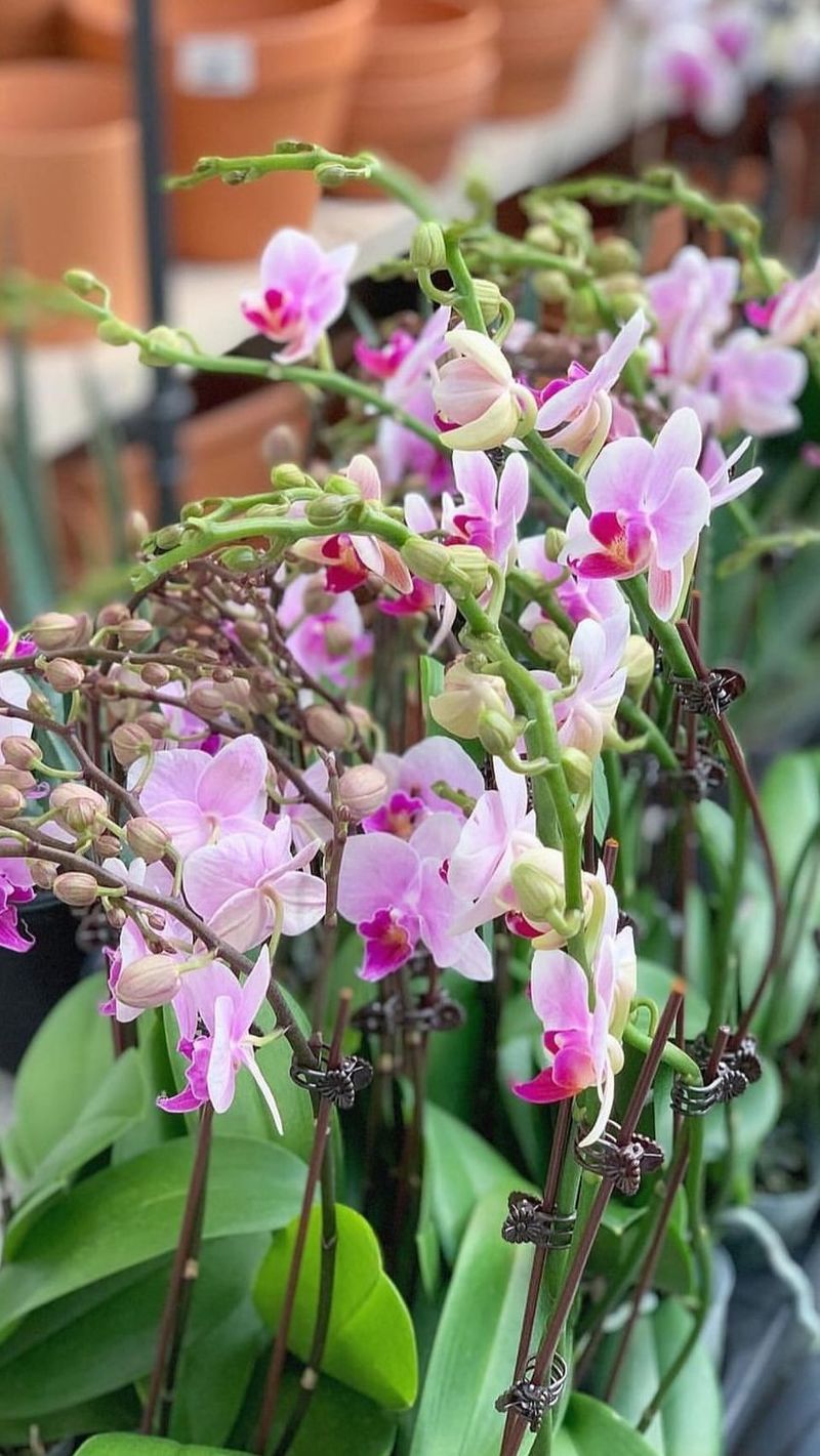 Orchid-Specific Needs