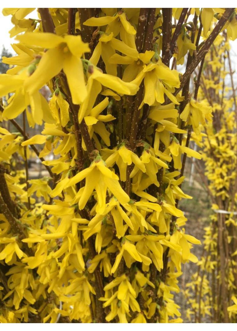 Forsythia: The Aggressive Expander