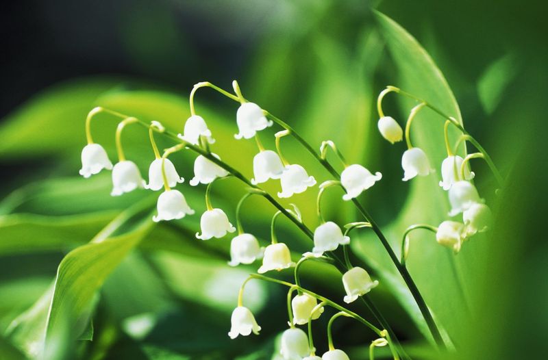 Natural Pest Deterrent Powers