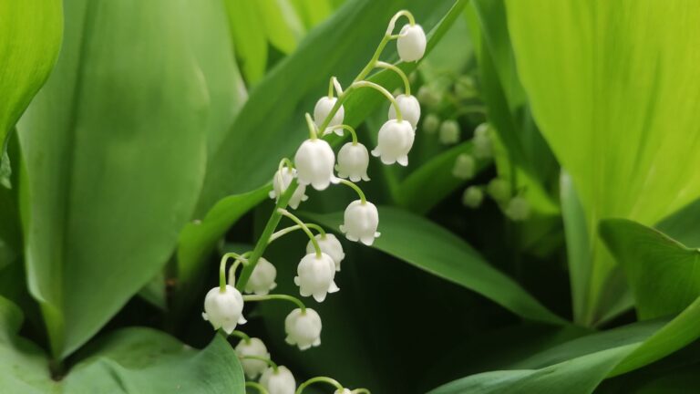 lily of the valley in bloom