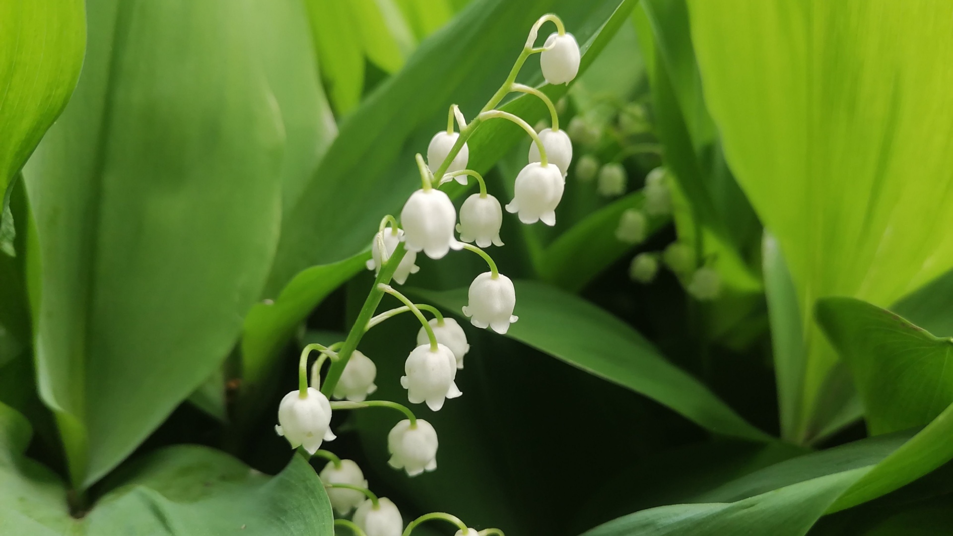 lily of the valley in bloom