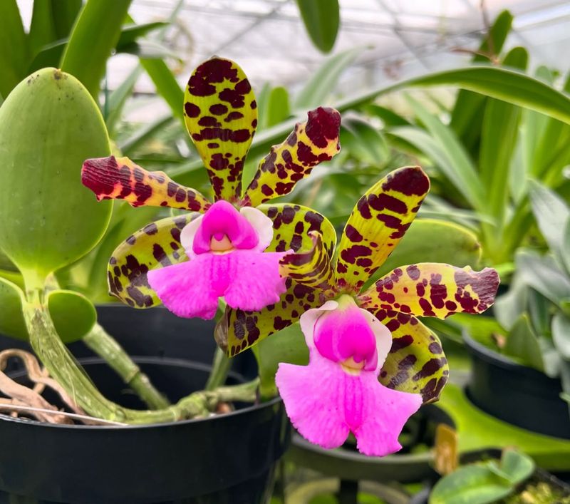 Orchids