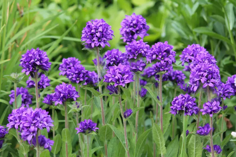 Campanula glomerata