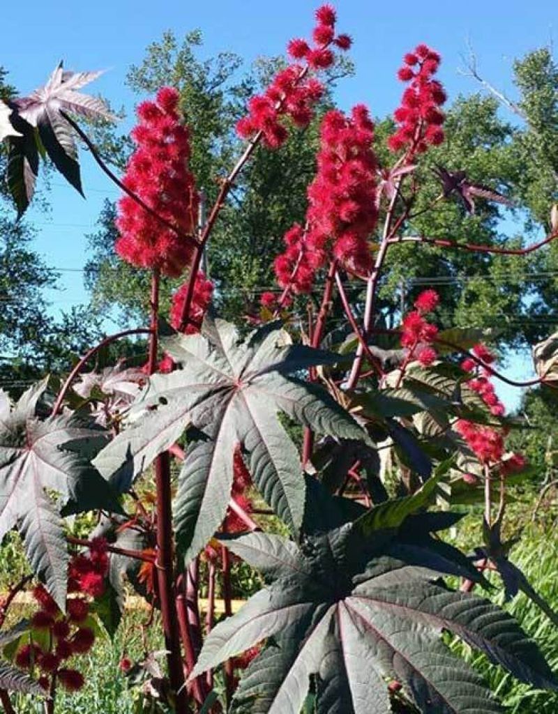 Castor Bean Plant