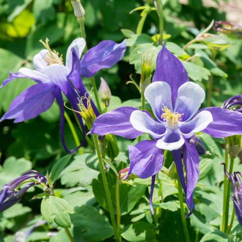 Columbine: Self-Seeding Menace