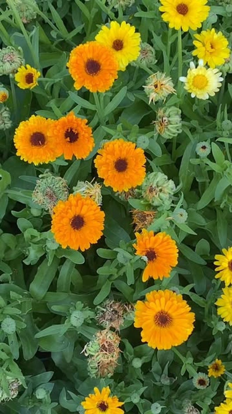 Calendula: Solar Protection