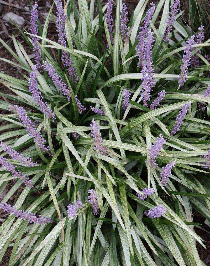 Liriope