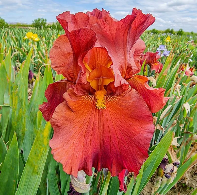 Bearded Iris
