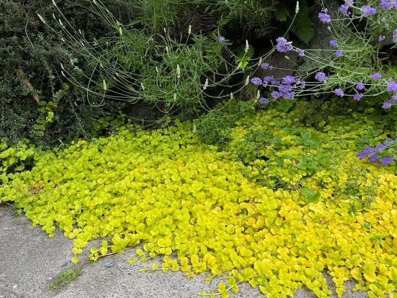 Creeping Jenny