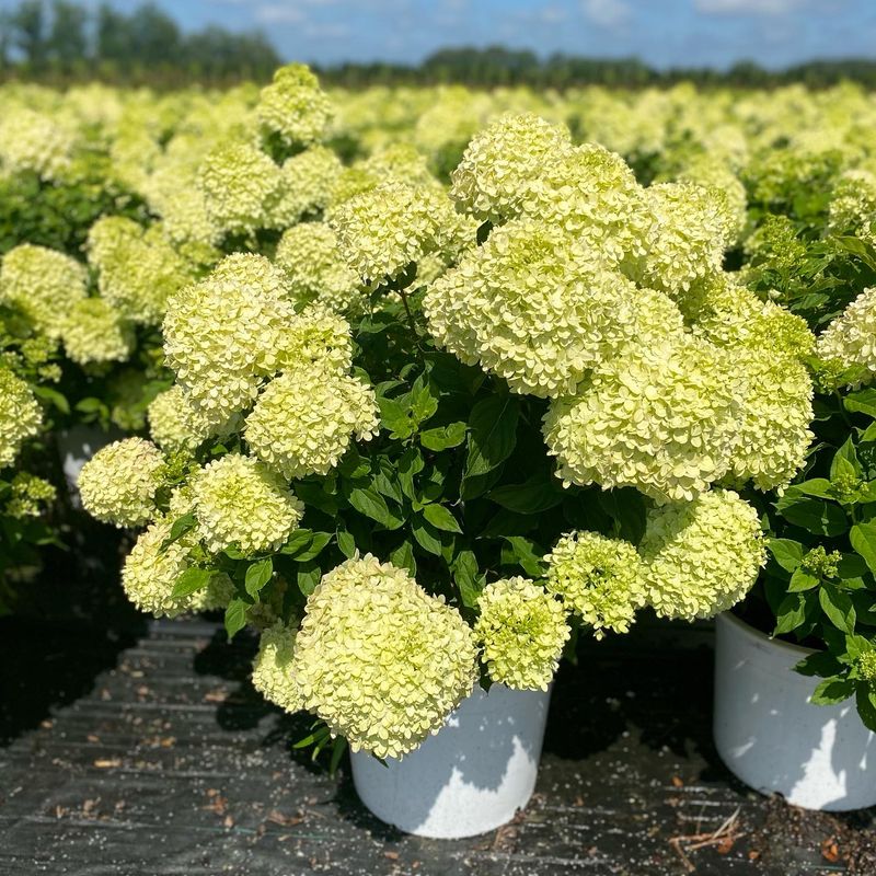 Little Lime Hydrangea