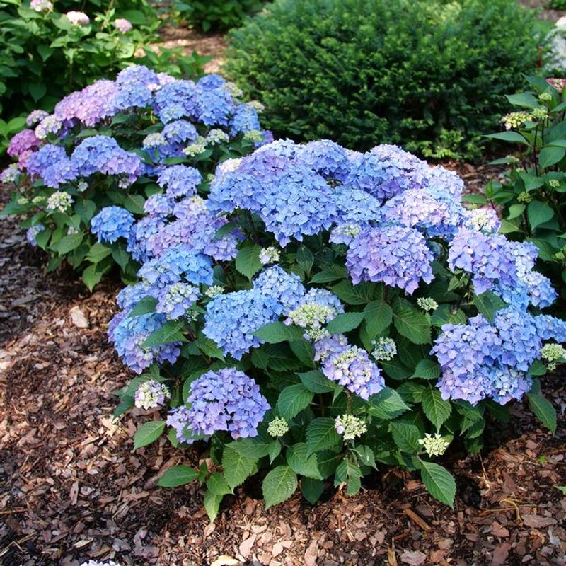 Let's Dance Moonlight Hydrangea