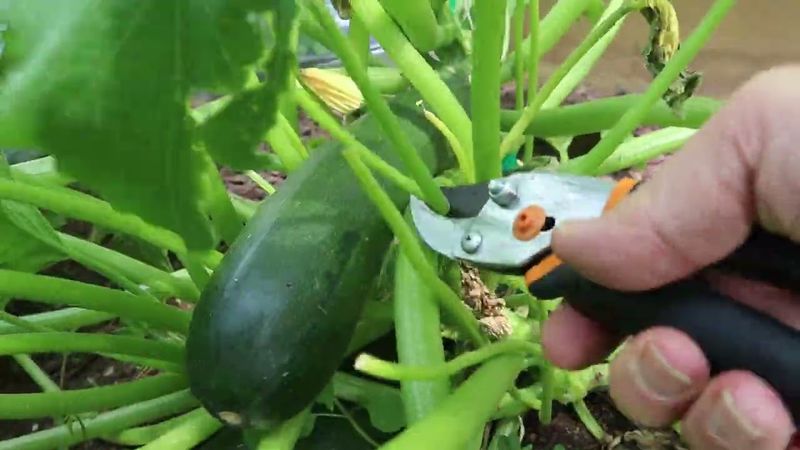 Pinch Growing Tips After Fruit Set