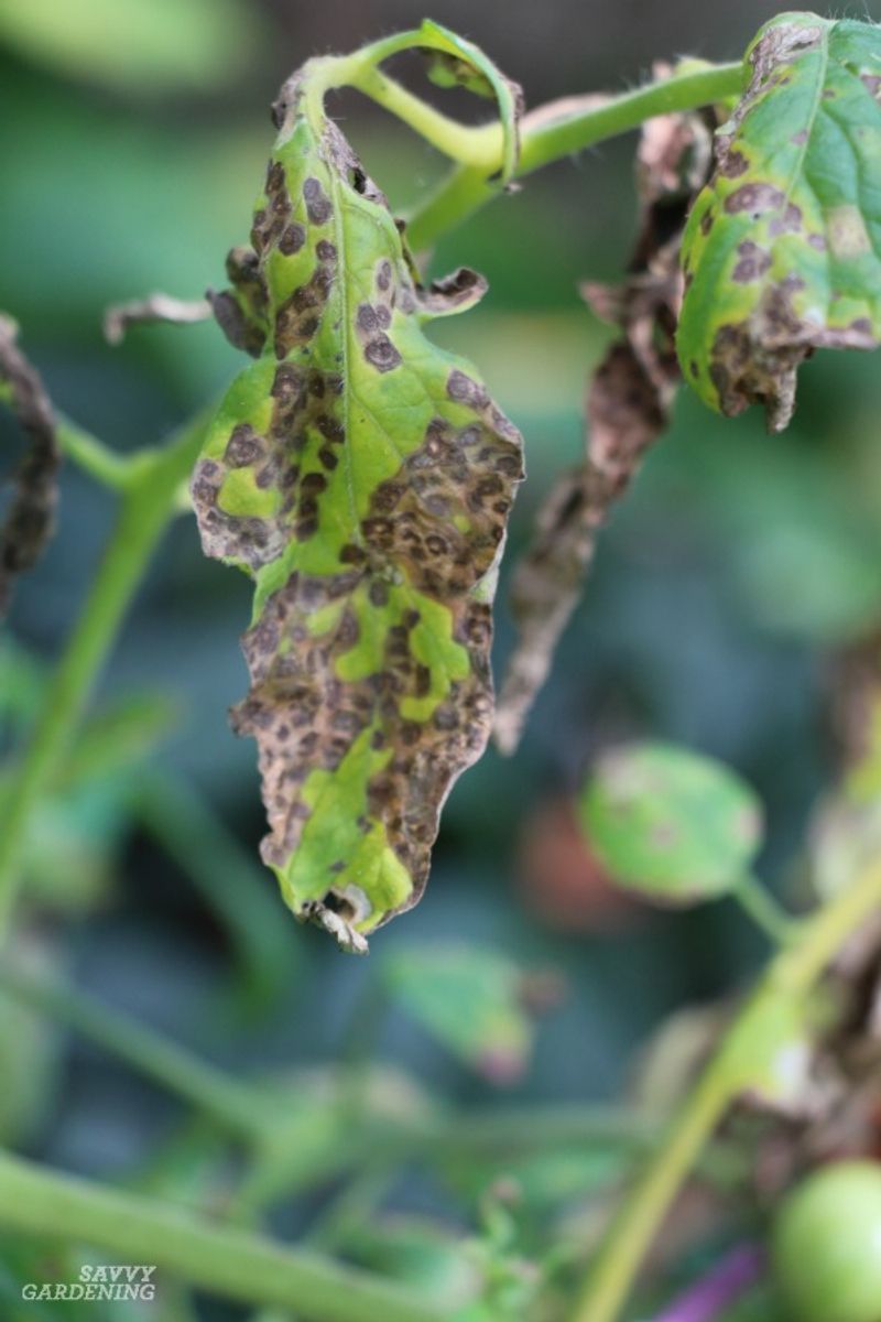 Poor Air Circulation Promotes Disease