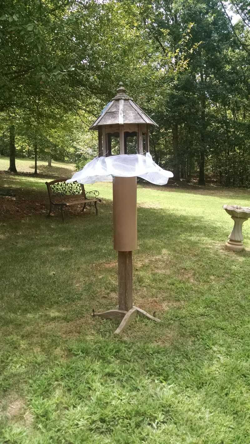 Cat-Free Zone