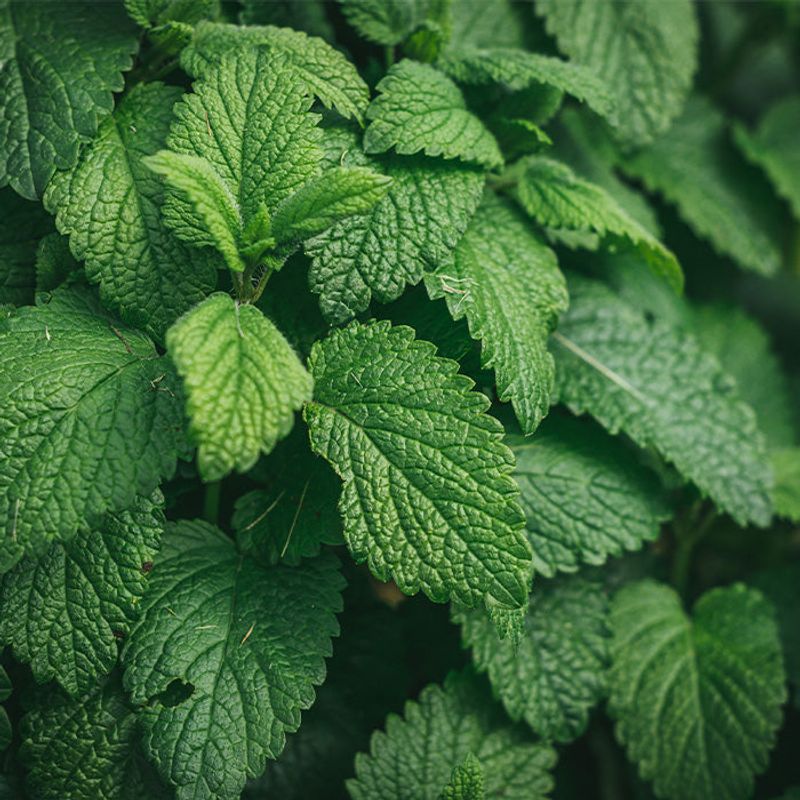 Peppermint: Focus Enhancer