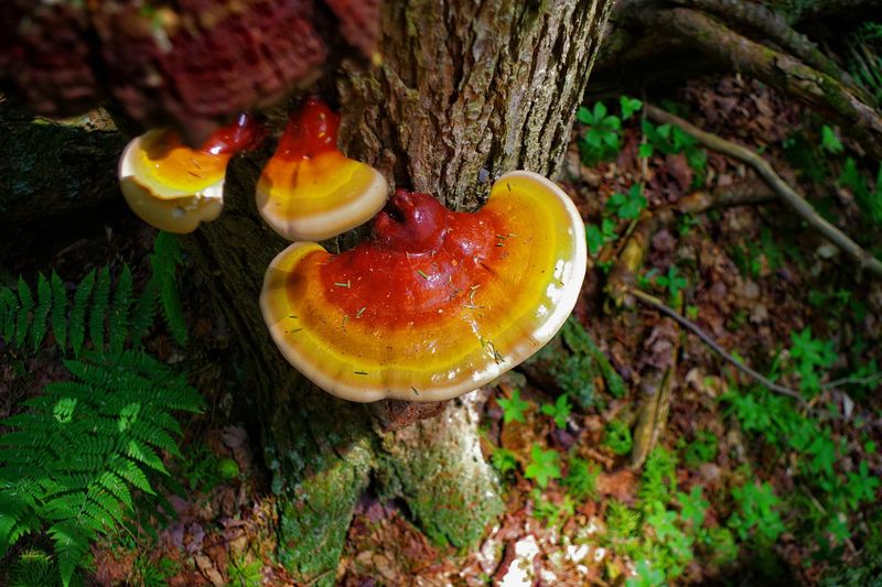 Reishi (Ganoderma lucidum)