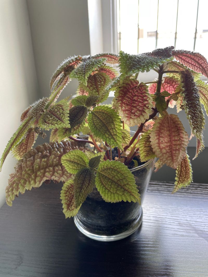 Friendship Plant