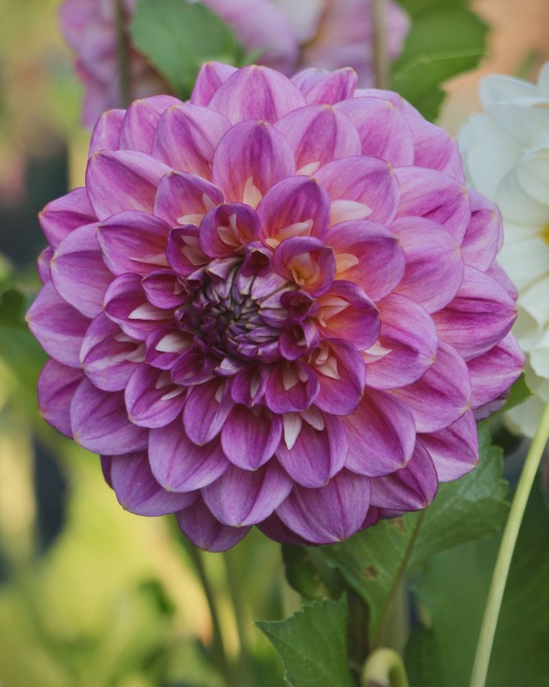 Schultz Bloom Plus (10-54-10)