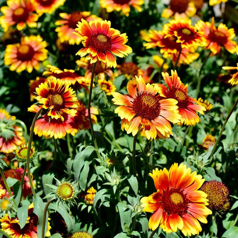 Gaillardia (Blanket Flower)