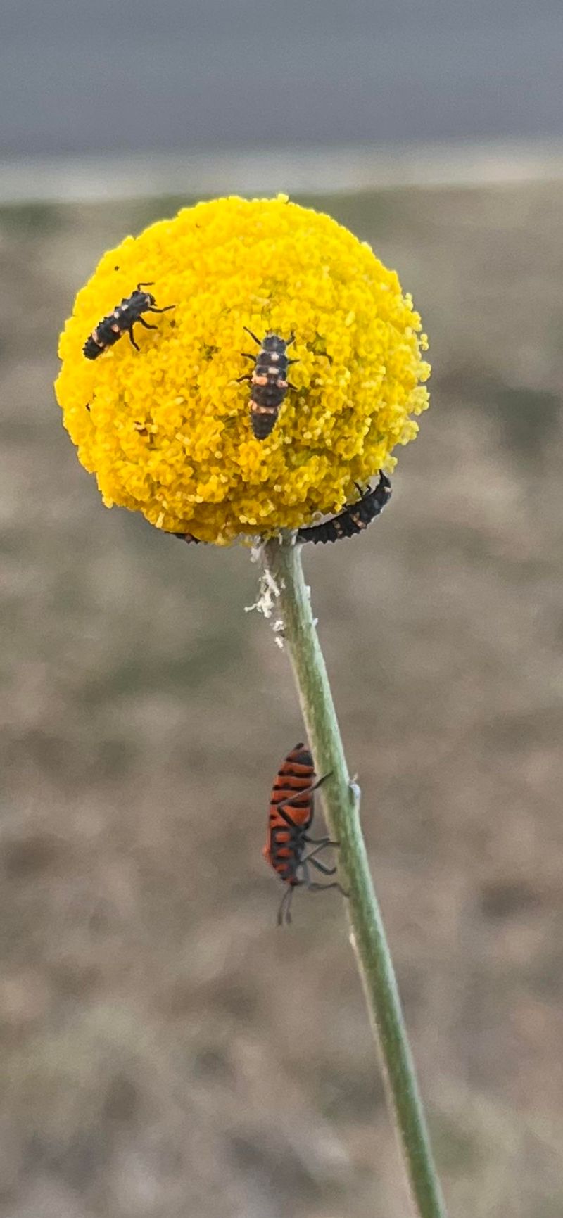 Billy Buttons