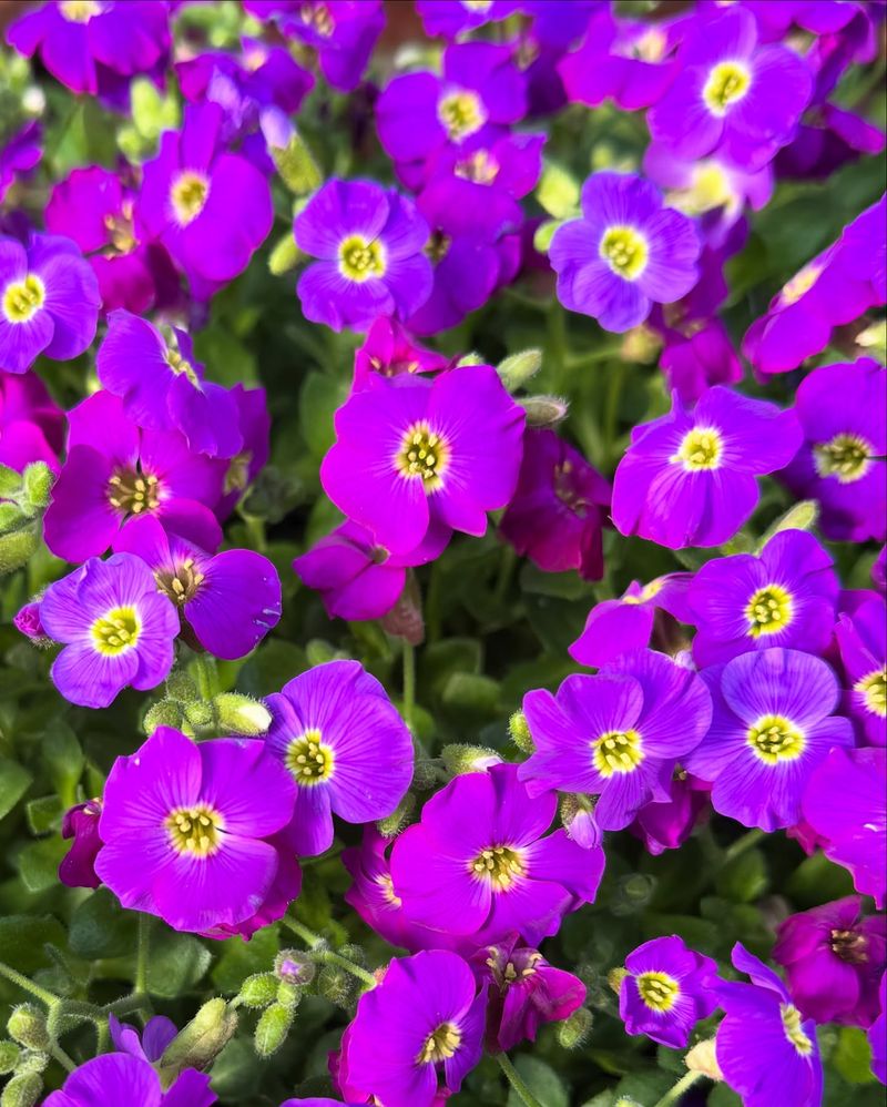 Aubrieta