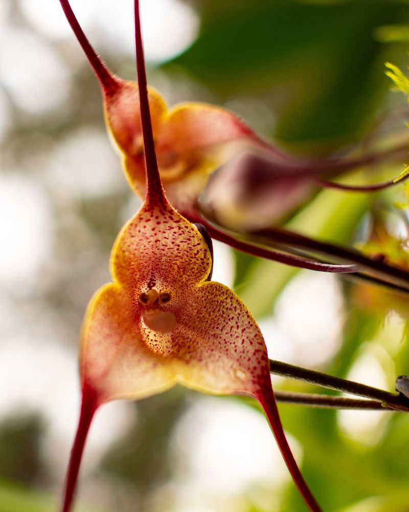 Monkey Face Orchid: Nature's Primate Portrait
