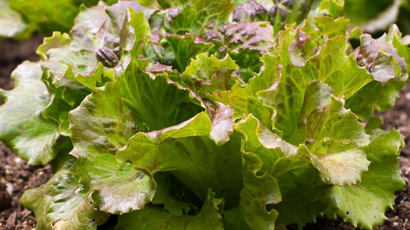 Grandpa Admire's Lettuce