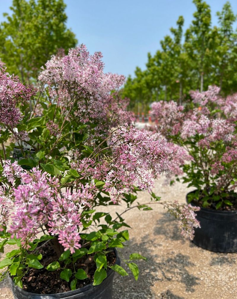 Tinkerbelle Lilac