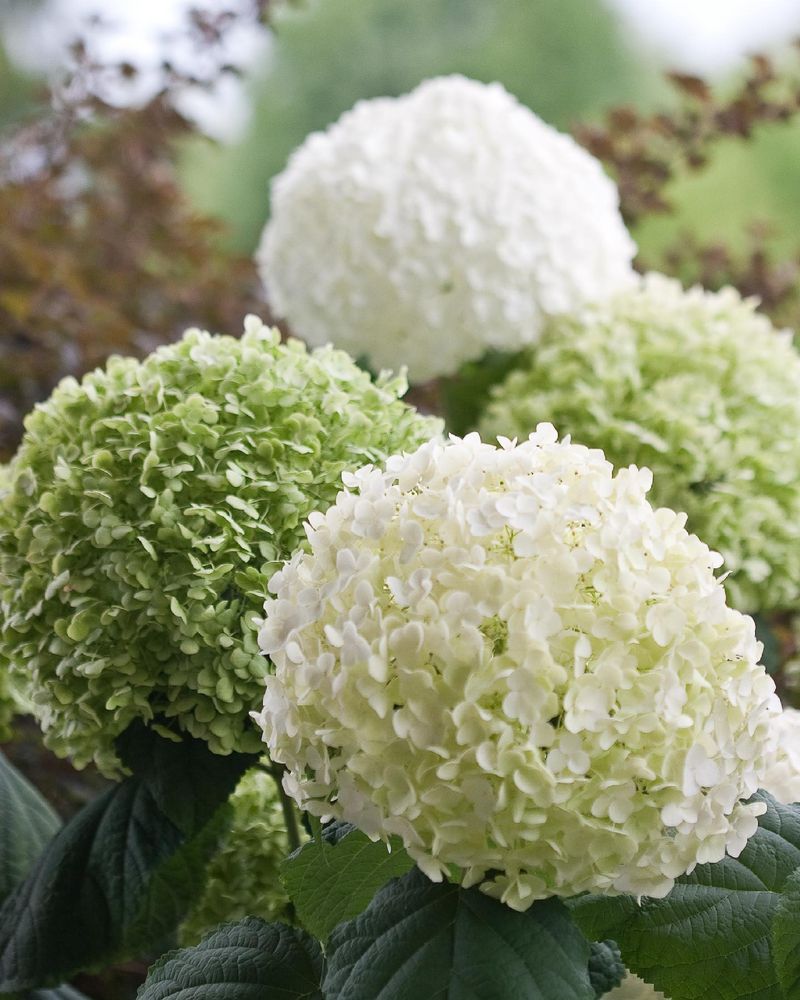 Incrediball Hydrangea