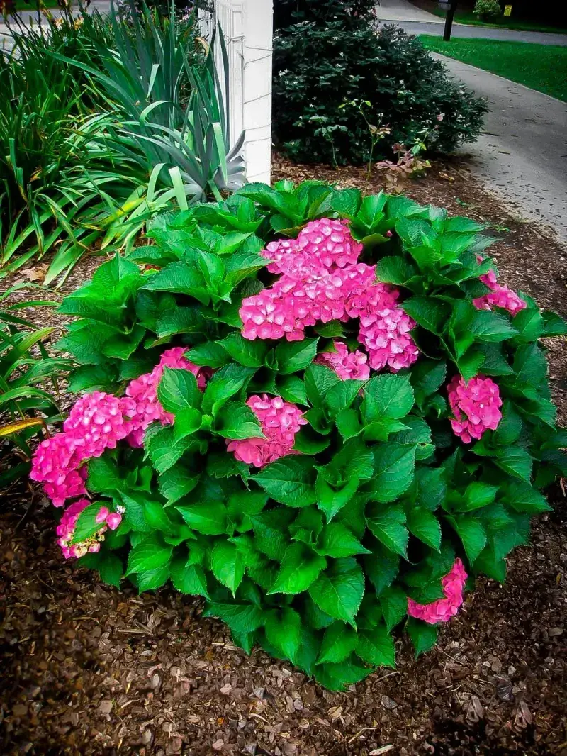 Cityline Paris Hydrangea