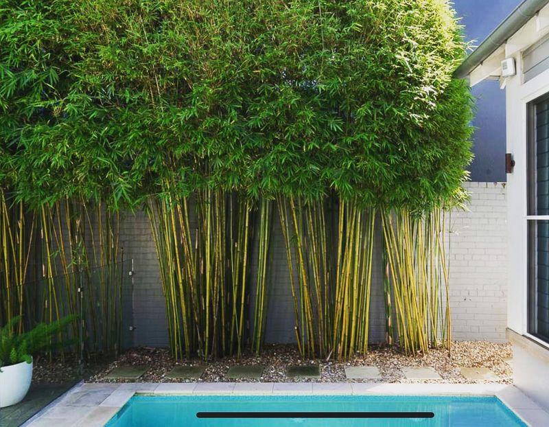 Bamboo Screen