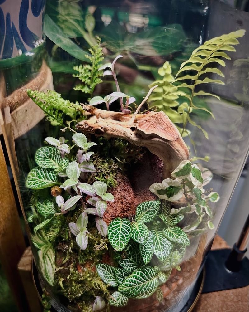 Terrarium Centerpieces