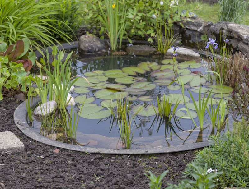 Tire Pond Gardens