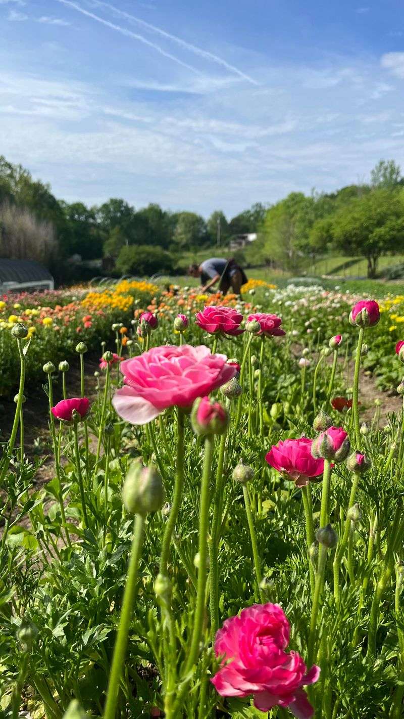 Flower Fields