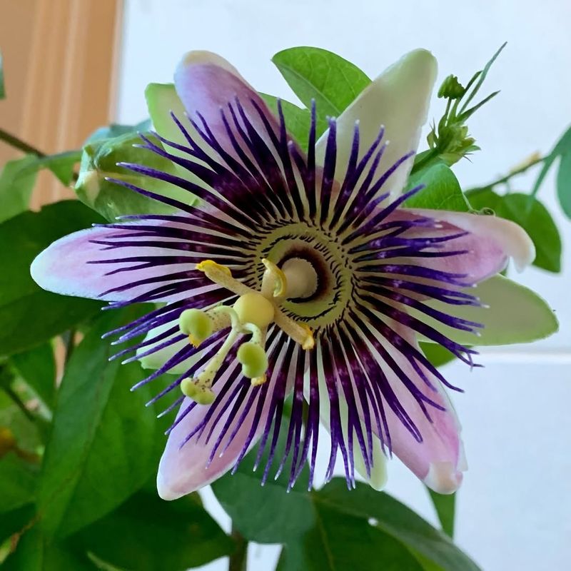 Passion Flower